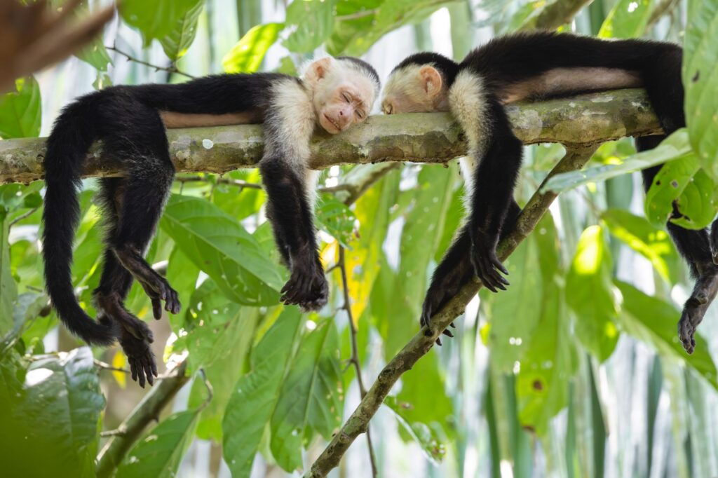 Costa Rica Nature Guide: Wildlife & Adventure