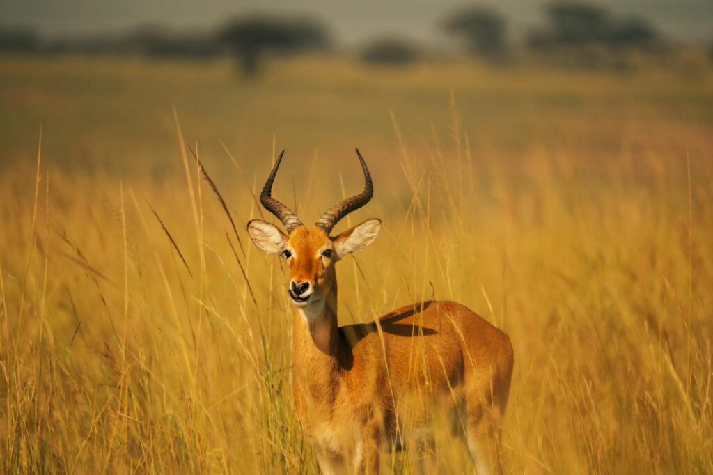10 Best National Parks for Wildlife Viewing