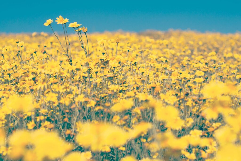 10 Best Spring Wildflower Hikes in the USA