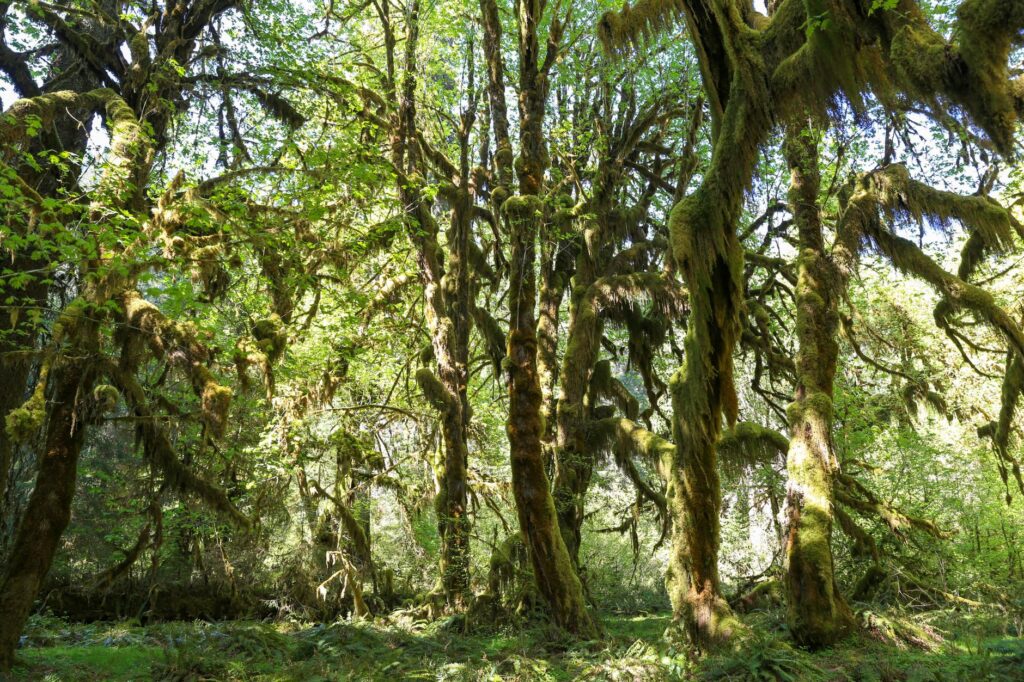 Olympic National Park: Rainforest, Beach & Mountain Guide