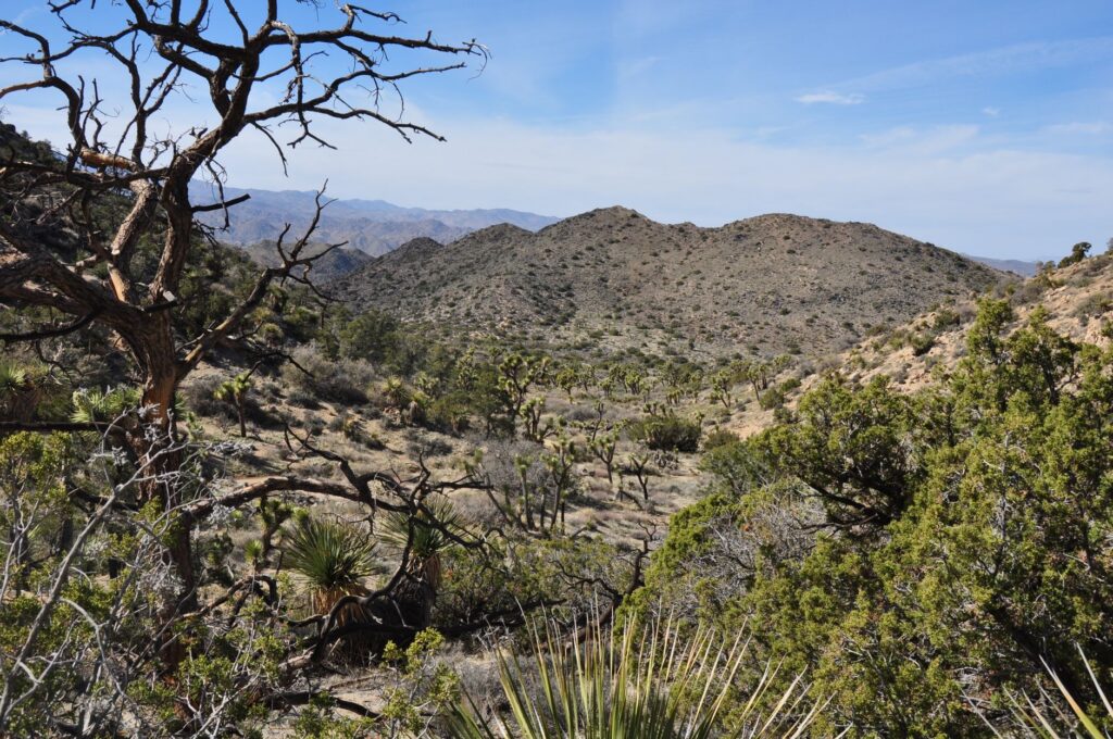 Joshua Tree National Park: First-Timer's Guide (2026)