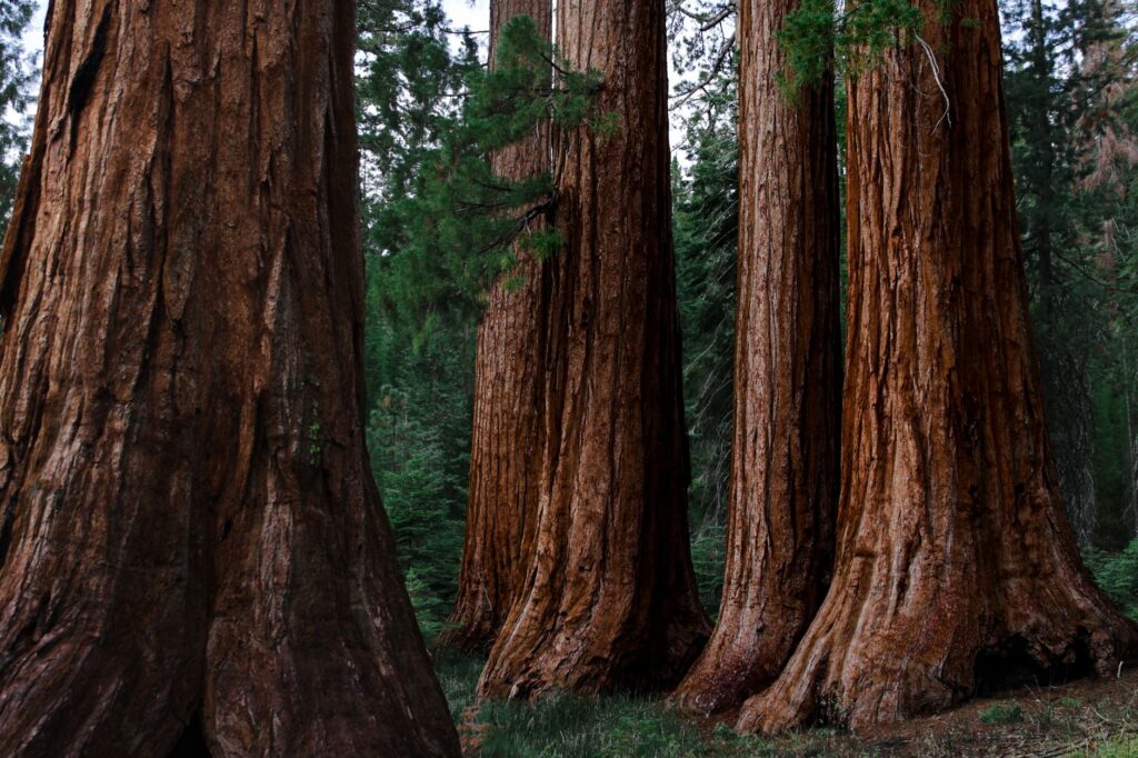 Sequoia vs Yosemite: Which Park Should You Visit? (2026)